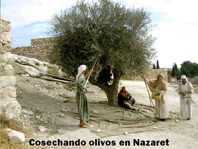 Imagen 12 del estudio sobre Nazaret, Lección 3 de la serie El joven Jesucristo: su desarrollo familiar-social-moral-religioso desde los doce hasta los treinta años de edad.