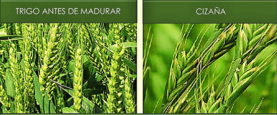 Esta combinación de fotografías de trigo y cizaña ilustra el estudio detallado sobre la Parábola del trigo y la cizaña en editoriallapaz.