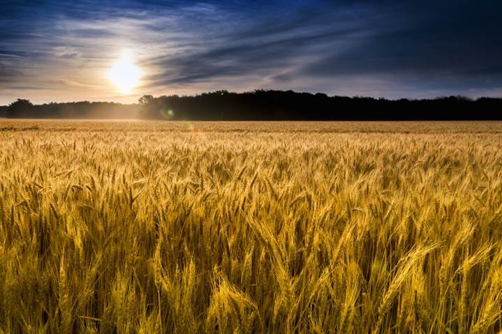 A Wheat Field in Kansas: New Beginnings of the Mind - Official ...