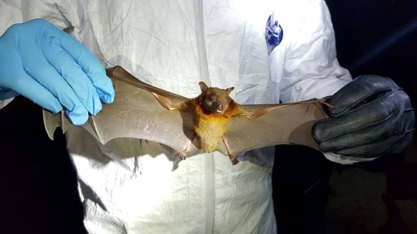 Where Did The Coronavirus Start? Virus Hunters Find Clues In Bats ...