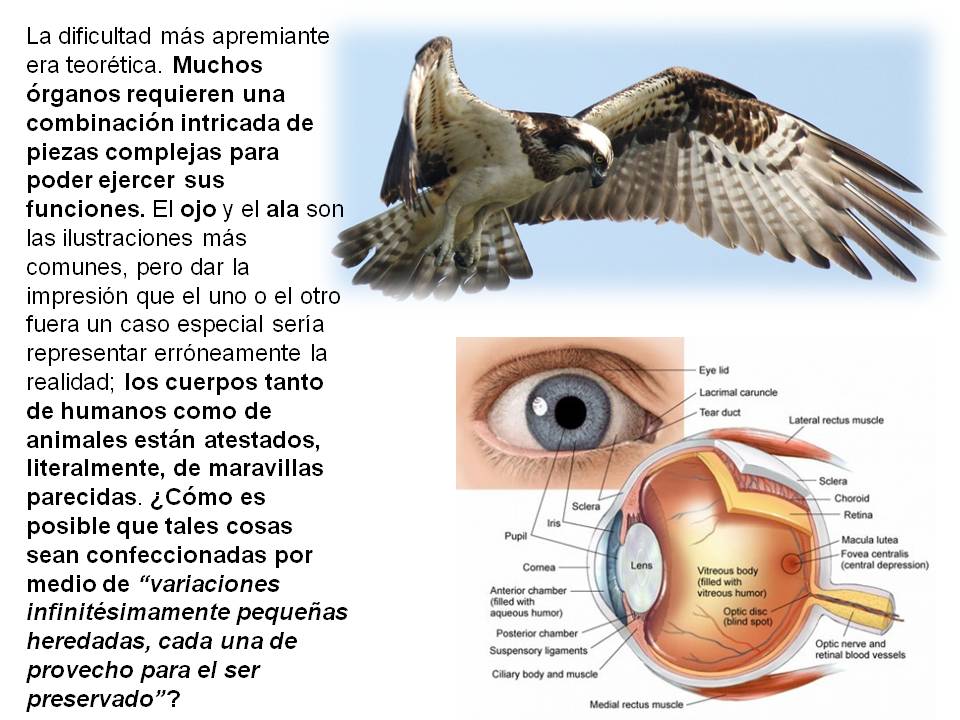 Esta imagen (diapositiva), con una bellísima fotografía de una ave en vuelo y la gráfica de un ojo humano, es la sexta para Mutaciones grandes y pequeñas, del Capítulo Tres del libro Darwin en el estrado.