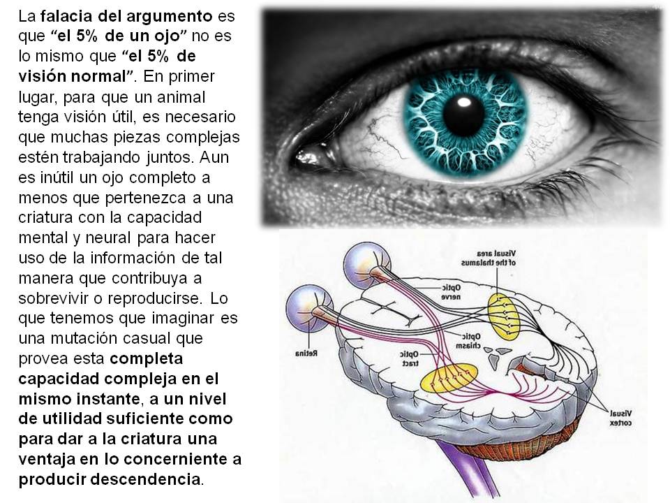 Esta imagen (diapositiva), con la fotografía de un ojo humano de color verdoso y del esquema de conexiones de los ojos humanos al cerebro, es la octava para Mutaciones grandes y pequeñas, del Capítulo Tres del libro Darwin en el estrado.