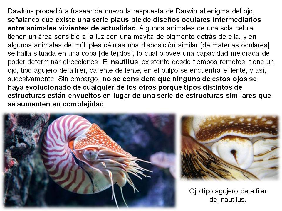 Esta imagen (diapositiva), con la fotografía del crustáceo Nautilus y otra del ojo tipo agujero del alfiler Nautilus, es la novena para Mutaciones grandes y pequeñas, del Capítulo Tres del libro Darwin en el estrado.