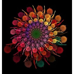 Círculos de flores contra un trasfondo oscuro forman el fractal que adorna el Índice G de temas bíblicos en editoriallapaz.org