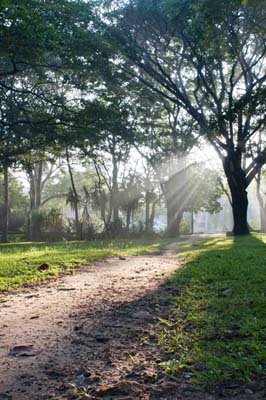 Esta hermosa fotografía de un camino rural que se introduce entre árboles alumbrados por rayos de luz ilustra el intercambio Luis Alberto no encuentra a Dios, a pesar de creer en él, en editoriallapaz.