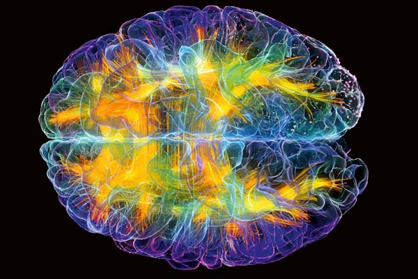 Resultado de imagen de La maravilla del cerebro humano
