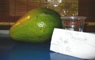 This avocado, the only one left on Bro. Maclara’s tree after tropical storm Irene went through, grew to an amazing three and half pounds. Bayamon, Puerto Rico.