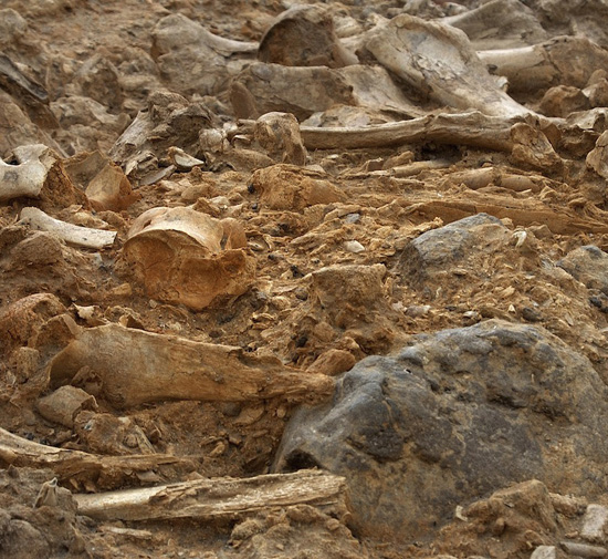 Esta fotografías de una cantidad de fósiles ilustra el estudio La naturaleza global del Diluvio bíblico, en editoriallapaz.org.