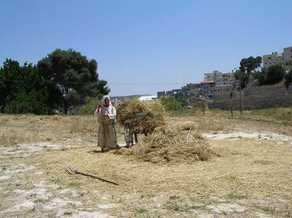 Separando el grano de la paja en una finca en la cercanía de Nazaret, fotografía que ilustra Notas para el maestro para la Lección 3 de El joven Jesucristo.
