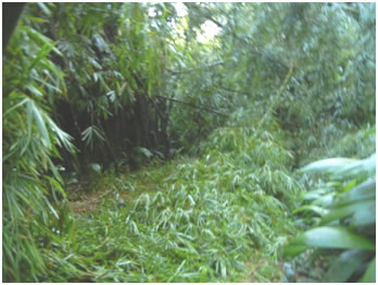 Tropical storm Irene blew bamboo down in the lane leading to the Shappley's house in a barrio of Aguas Buenas, Puerto Rico.