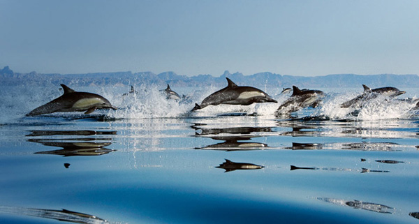 Delfines nadando en armonía espectacular.
