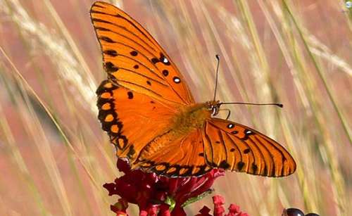 This beautiful orange butterfly illustrates Index J of subjects in Peace Publishers, a work of churches of Christ, in editoriallapaz.org