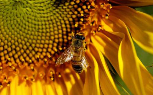 La fotografía de una abeja sobre pétalos amarillos-anaranjados embellece el Índice Z de temas bíblicos en editoriallapaz.org