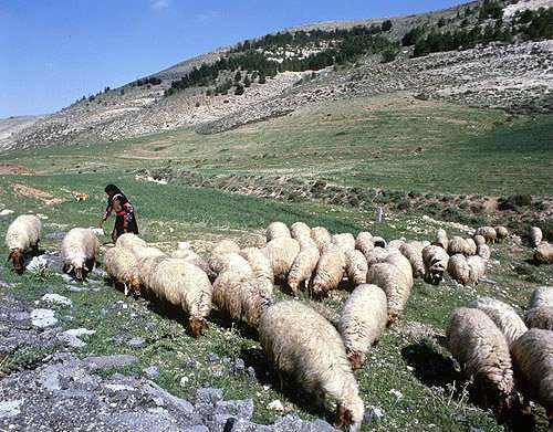 Esta fotografía de ovejas en el país de Israel ilustra el tema Los diezmos del Antiguo Testamento fueron abolidos; rigen leyes distintas en el Nuevo Testamento, en editoriallapaz.