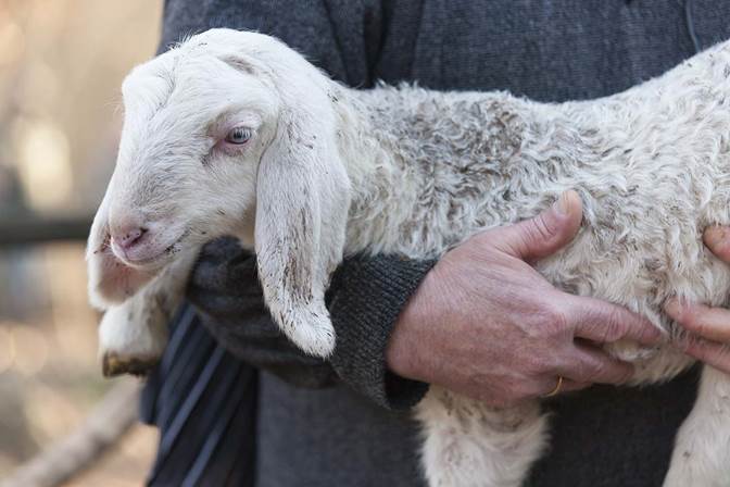 Foto de pastor que sostiene una oveja grande en sus brazos.