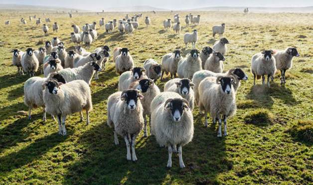 Una manada de ovejas mira hacia la cámera mientras están esparcidas las de atrás, imagen para Elogio para pastores que quidan de su grey espiritual.