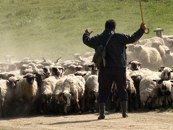 Foto de un pastor de espaldas se para con sus brazos extendidos en alto frente a sus ovejas.