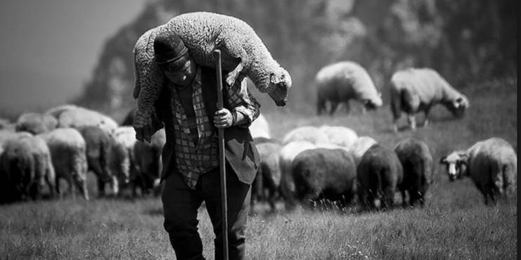 Foto de un pastor anciano que carga sobre sus hombres una oveja grande.
