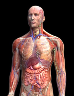 Esta gráfica a todo color realza al cuerpo humano con sus diez intricados sistemas interrelacionados, ilustración para ¡Viaje increíble a través del cuerpo humano!, escrito de la National Geographic.