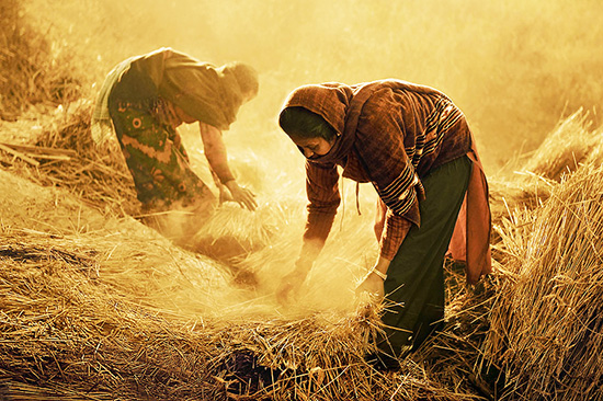 En esta fotografía, dos damas del Cercano Oriente atan manojos de trigo, separando del trigo malezas tales como la cizaña, ilustración para el estudio sobre la parábola del trigo y la cizaña, en editoriallapaz.