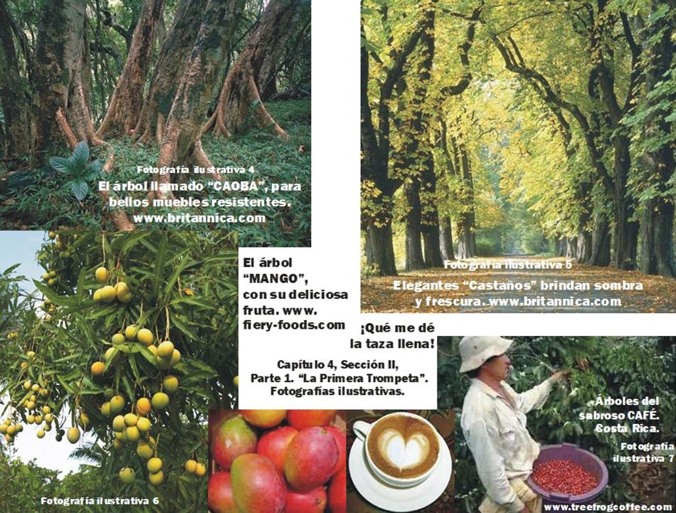 Árboles caoba, mango, castaños y de café, collage de fotografías para el tema Impactados la tercera parte de los árboles y la hierba verde, visión de la Primera Trompeta de Apocalipsis.