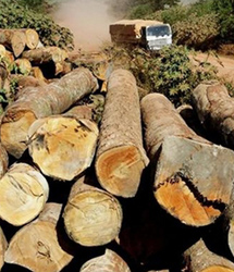 Fotografía de una gran cantidad de troncos de árboles cortados en la Selva Amazónica, acercándose un camión en fondo cargado ya de madera, ilustración para el cumplimiento de las profecías de la Primera Trompeta de Apocalipsis. 