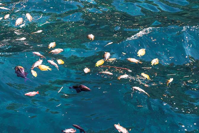 Peces muertos llacen en aguas marinas a consecuencia de la pesca con bombas.