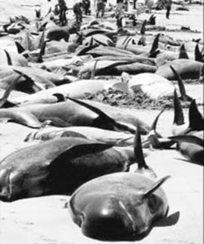 Trompeta 2 de Apocalipsis. Impactada la vida marina. Ballenas muertas en una playa.