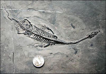 Fotografía del fósil de esqueleto de un tipo de reptil.