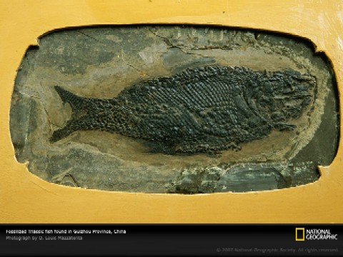 Fotografía del fósil de un pescado.
