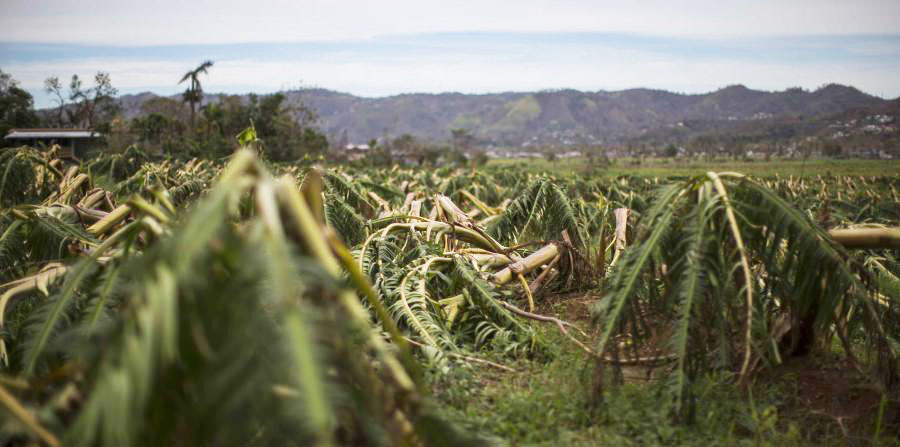 Añasco, Puerto Rico. Los vientos del huracán María tumbaron este gran platanal en el valle del oeste de Puerto Rico donde está localizado el municipio de Añasco. El 80% de la agricultura del país fue destruido por el huracán y el 100% de la industria pollera.