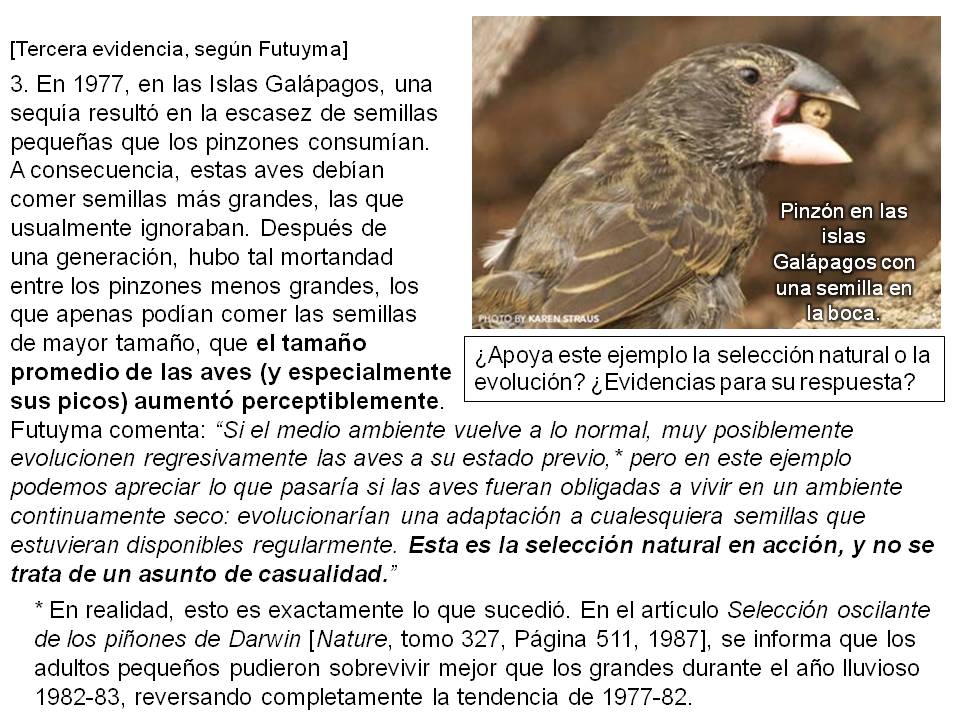 Imagen (diapositiva) 6, de la serie de once, los que contienen el texto y gráficas para Darwin en el estrado, libro por Phillip E. Johnson, Capítulo Dos, la sección sobre La selección natural como hipótesis, en editoriallapaz.