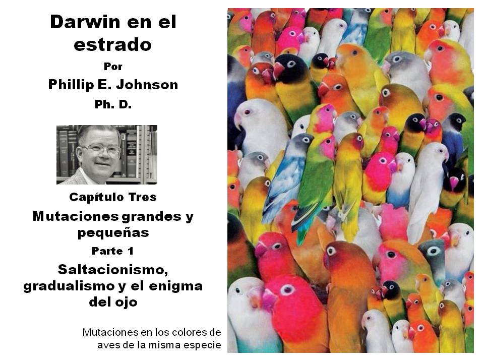 Esta imagen diapositiva, con una bella fotografía de aves de muchos colores, todas de la misma especie, es la Introducción a Mutaciones grandes y pequeñas, del Capítulo Tres del libro Darwin en el estrado.