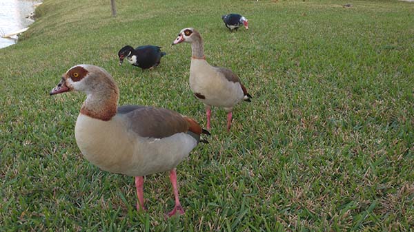 Egyptian geese.