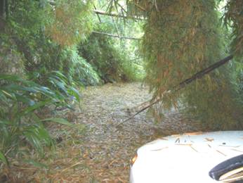 Another view of bamboo down in the lane to the Shappley's house as a result of winds and rain brought by strong tropical storm Irene.