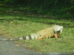 This photograph taken through the windshield of our car is of a king-size “lagarto”, translated, “large lizard,” and often called an iguana. Crossing a four-lane highway from Caguas to Aguas Buenas, Puerto Rico.