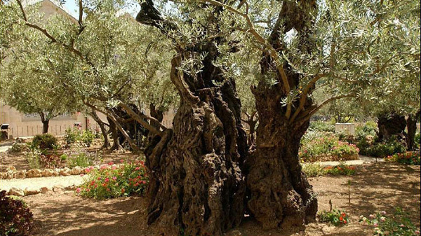 Según las notas que acompañan esta fotografía en www.iLumina.com, este olivo, el cual existe en la actualidad en el huerto de Getsemaní, es posible que ya creciera cuando Cristo oró aquella noche antes de ser arrestado y crucificado.