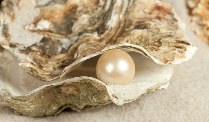 Esta fotografía de una ostra y una perla grande y preciosa ilustra el ejemplo de Las perlas como fruto de sufrimiento en el mensaje La cruz no será más pesada que la gracia que le da.