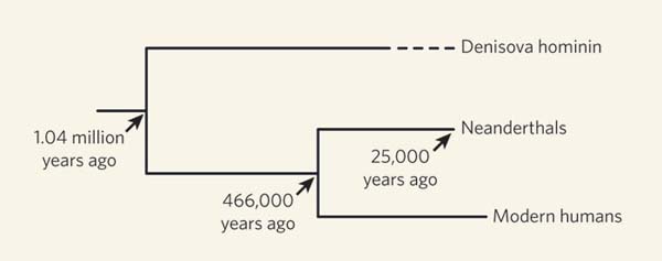 Este esquema que presenta supuestas divergencias entre los precursores de humanos modernos, en particular de denisovas y neanderthals, se encuentra en el estudio El reloj molecular, en editoriallapaz.