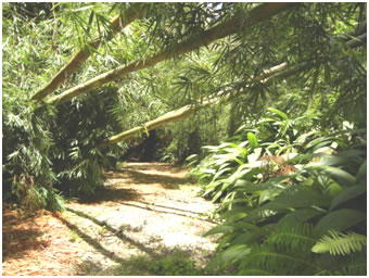 Thick bamboo across the lane to the Shappley's in Puerto Rico, high enough to allow the car to pass below it.