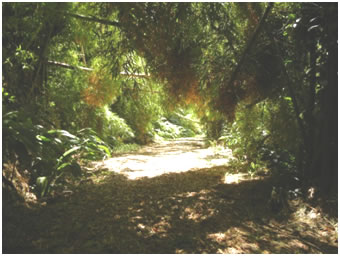 Sunshine through the bamboo crisscrossed above the lane to the Shappley house in Puerto Rico, much of it bent over by tropical storm Irene.