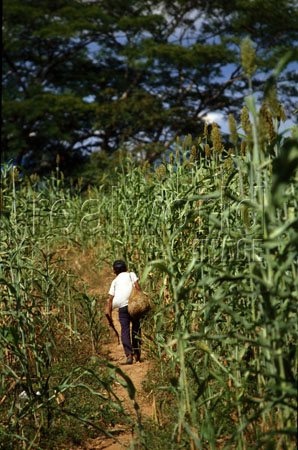 Esta fotograf'ia de un agricultor que anda por una senda en un sembrado de maiz ilustra el tema ¿Ha nacido usted de la simiente espiritual pura o de la corruptible? en editoriallapaz.
