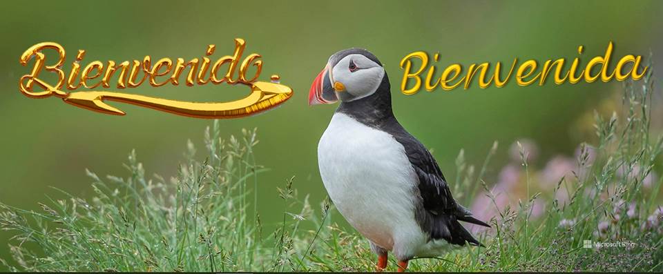 Fotografía de la ave Puffin Atlántico y sobrepuestas las palabras Bienvenido y Bienvenida, componiéndose así el Saludo artístico para el sitio de Internet Editorial La Paz.