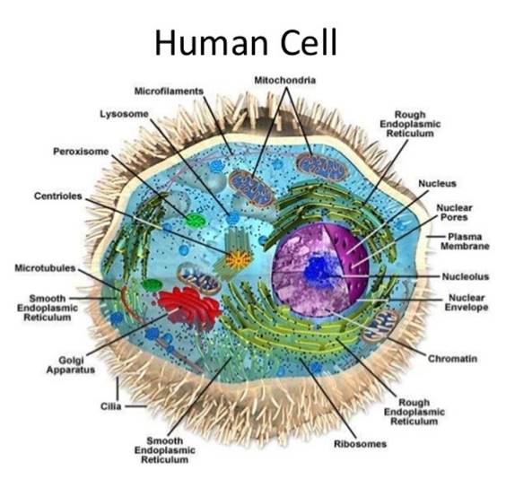 Human Cell Biology and Cell Functions Diagram | Quizlet