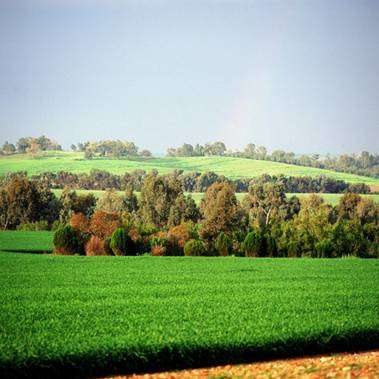 Una fotografía de campos de trigo en el norte del Negev de Israel.