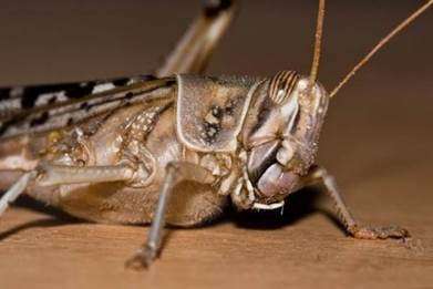 A close-up of a bug  Description automatically generated with medium confidence