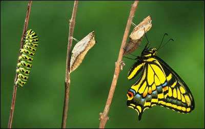 La metamorfosis de gusano a mariposa vista en esta gráfica adorna el estudio Ciclos en el desarrollo de las denominaciones y de la iglesia de Cristo, uno de los temas del curso de capacitación espiritual Buenos ministros de Jesucrito.