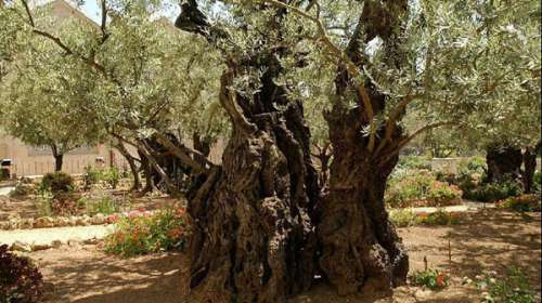 Una fotografía de un árbol de olivo que tiene hasta dos mil años, quizás aún más.
