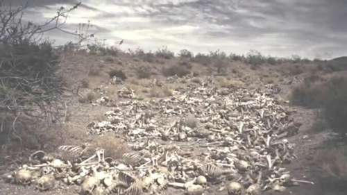 A picture containing outdoor, grass, ground, dry  Description automatically generated