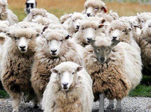 Una fotografía de una manada de ovejas entre las cuales una tiene cara como de lobo.